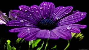 Purple-Wet-Flower