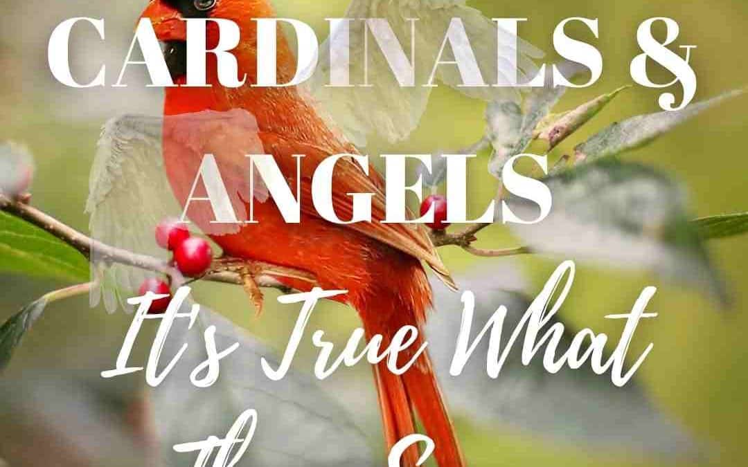 Cardinals and Angels | Spiritual Signs | It’s True What They Say