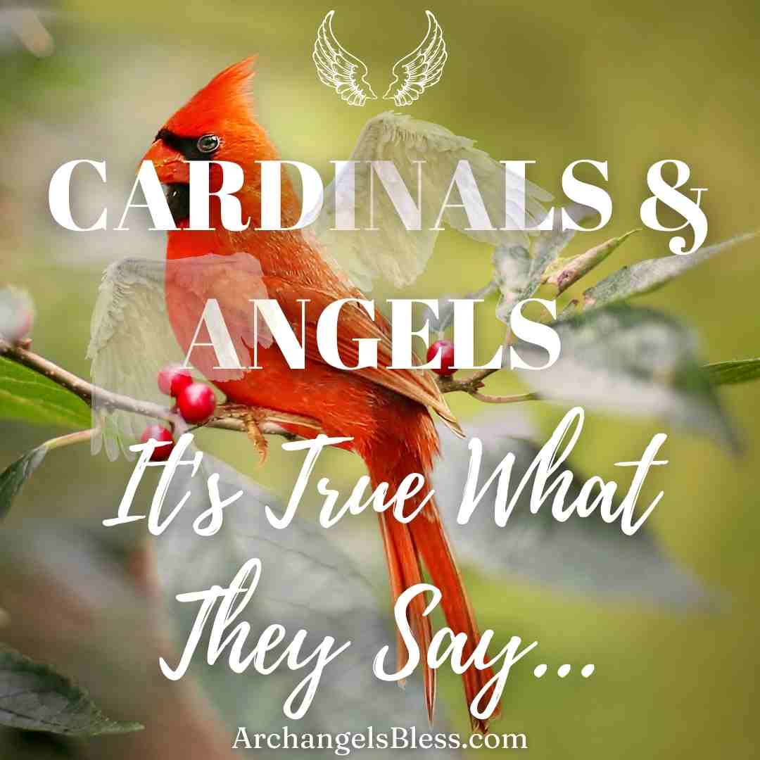 Cardinals And Angels, Spiritual Signs, Cardinals And Angels Spirtual Signs, Saying About Cardinals and Angels, Cardinals Appear When Angels Are Near, Seeing A Cardinal Meaning, Cardinals And Angels Near, Legend Of Cardinals And Angels, Why Do Cardinals Represent Angels?, Why Do Cardinals Represent Lost Loved Ones?, When God Sends A Cardinal, Red Cardinals And Death, Meaning Of Red Cardinal At Window