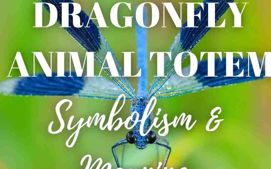 Dragonfly Animal Totem | Symbolism & Meaning