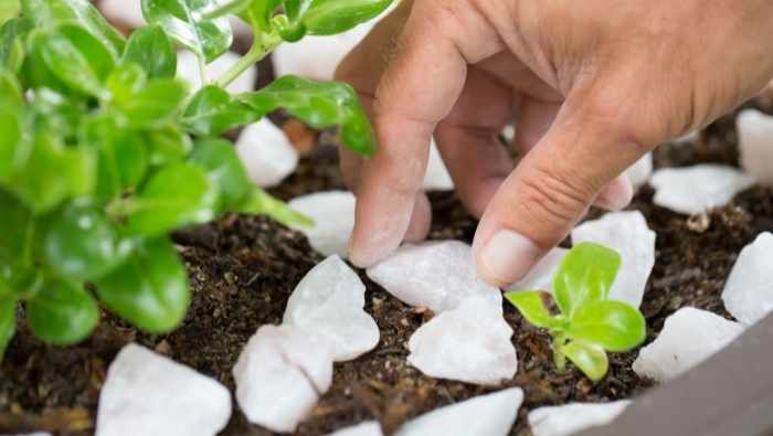 Best Crystals For Plants [For Home and Garden]