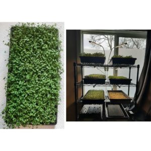 microgreens - About Kimberly Dawn ArchangelsBless